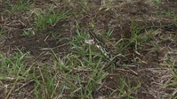 Swamp People Serpent Invasion S03E03 XviD-AFG EZTV