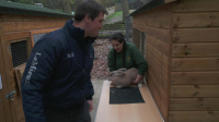The Yorkshire Vet S19E14 1080p WEB H264-CBFM EZTV The Yorkshire Vet S19E14 1080p WEB H264-CBFM EZTV