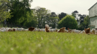 Jimmy And Shivis Farmhouse Breakfast S01E06 720p WEB H264-SKYFiRE EZTV Jimmy And Shivis Farmhouse Breakfast S01E06 720p WEB H264-SKYFiRE EZTV