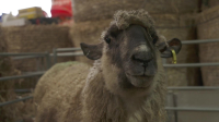 The Yorkshire Vet S19E17 1080p WEB H264-CBFM EZTV The Yorkshire Vet S19E17 1080p WEB H264-CBFM EZTV