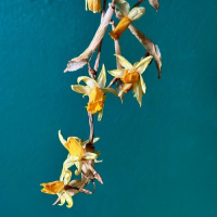 Nahash - Fleurs Mortes - 2025 - FLAC 16BITS 44.1KHZ-EICHBAUM
