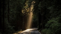 [ FreeCourseWeb ] Udemy - Guided Mindfulness Meditations for Depression